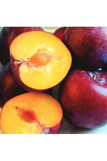 Prunus `Sharafuga` / Nectarium hybrid